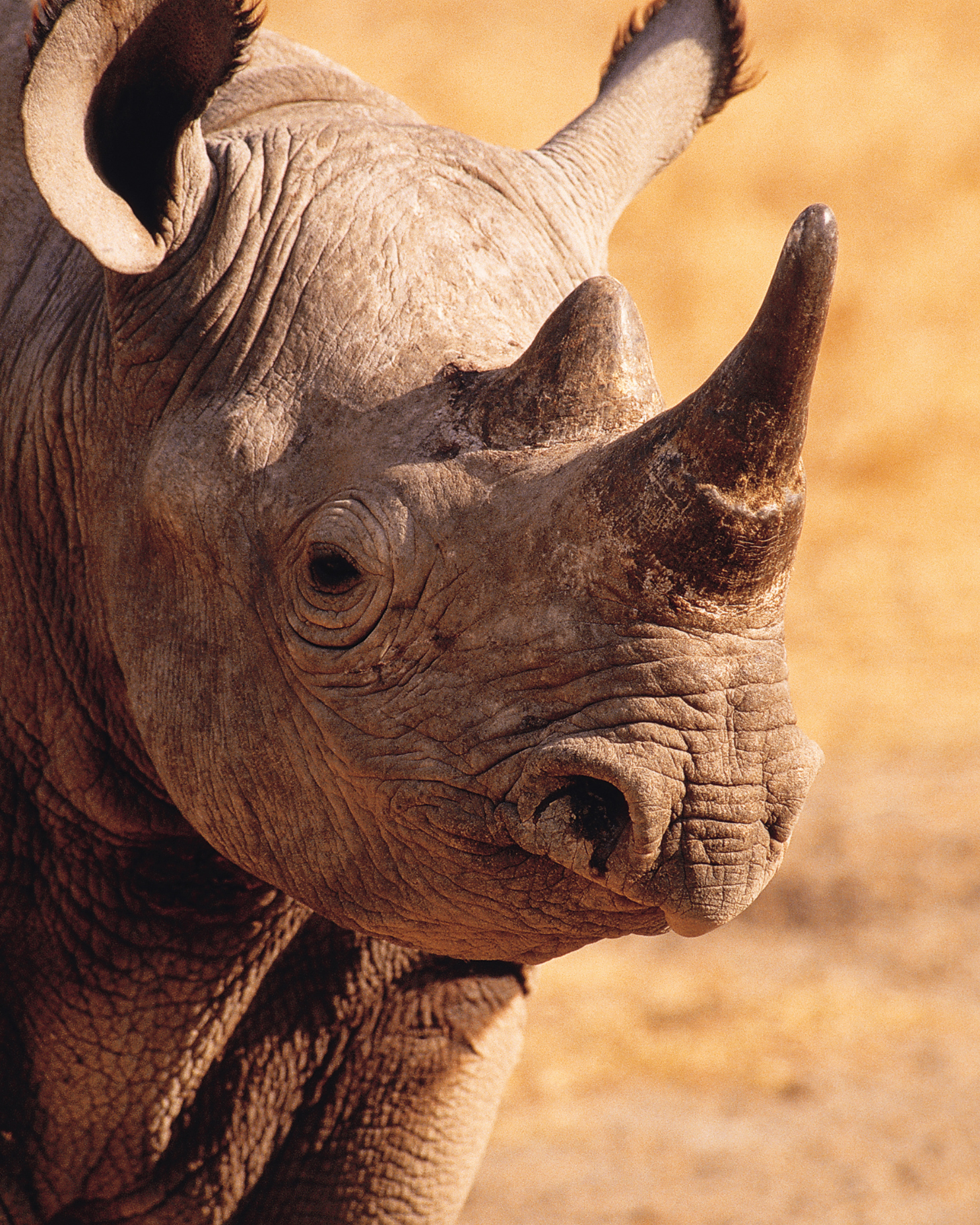 Close up photograph of rhino face in South Africa