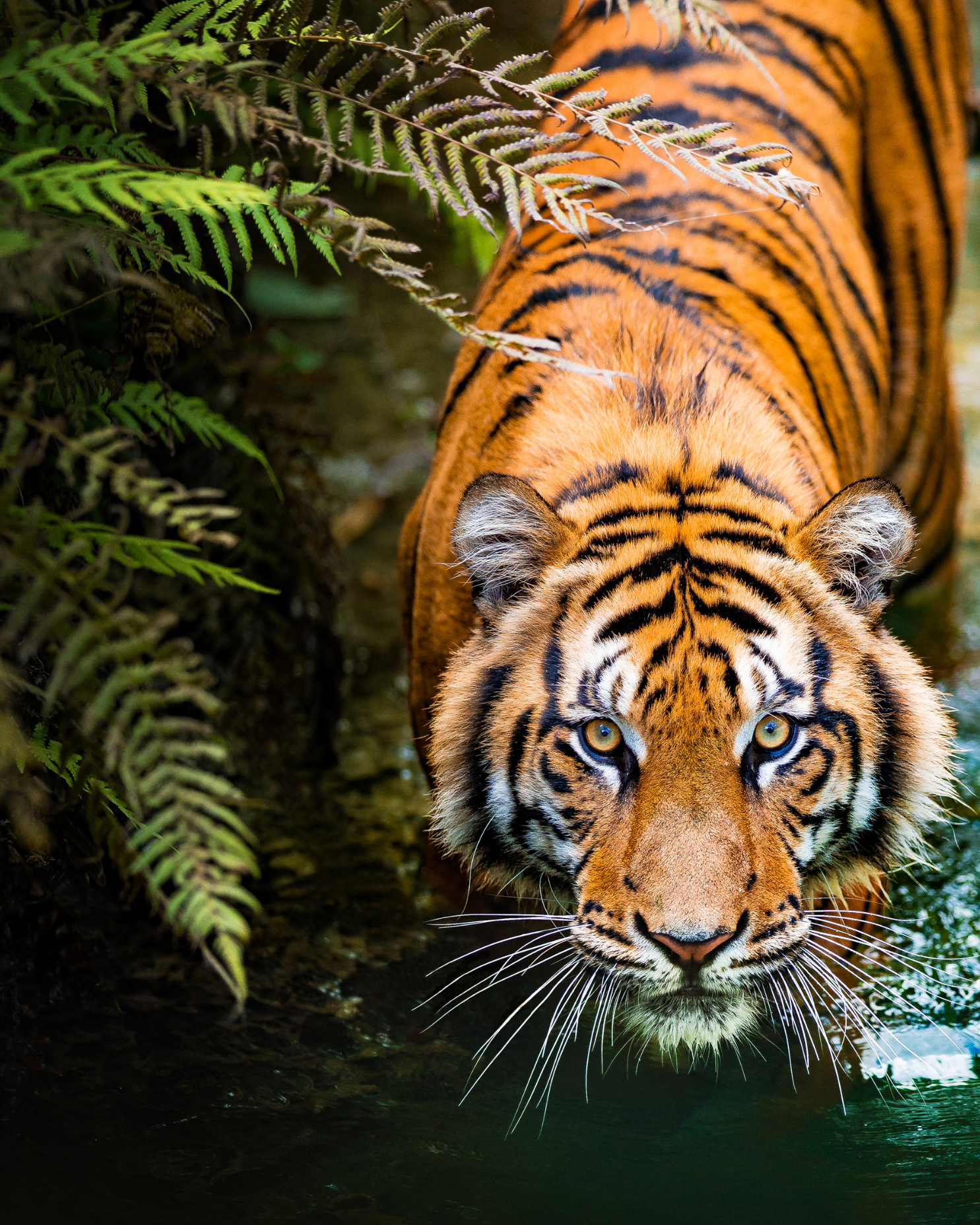 Tiger crawling in shallow water, eyes staring deep into camera photographer is not Fritz Breytenbach