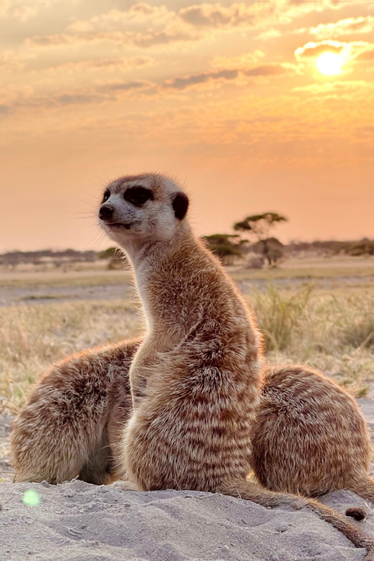 3 Meerkats snuggling up in Botswana while sun sets