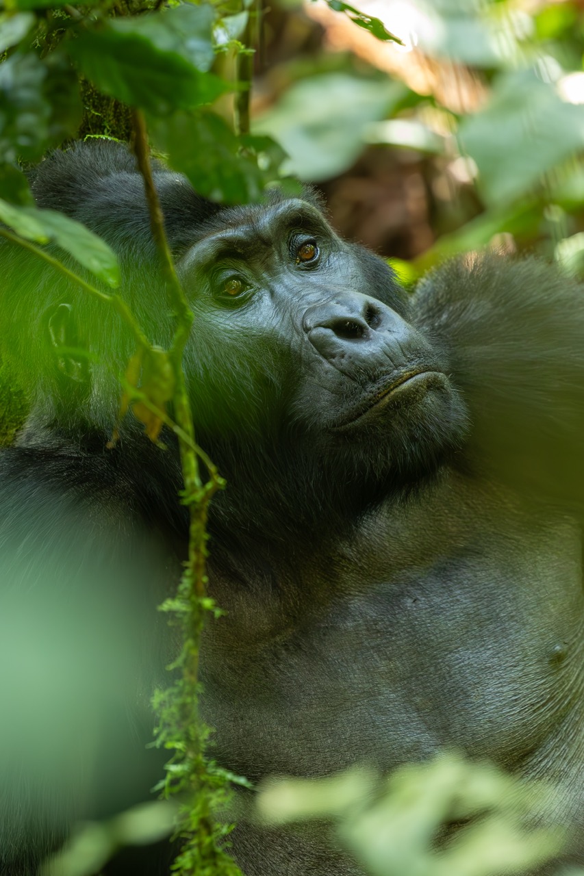 A large silverback gorilla looking to the trees with Van Africa in Uganda Bwindi with Fritz Breytenbach as the photographer