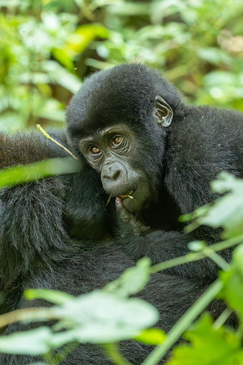 Baby gorilla spotted with Van Africa in Uganda Bwindi with Fritz Breytenbach as the photographer
