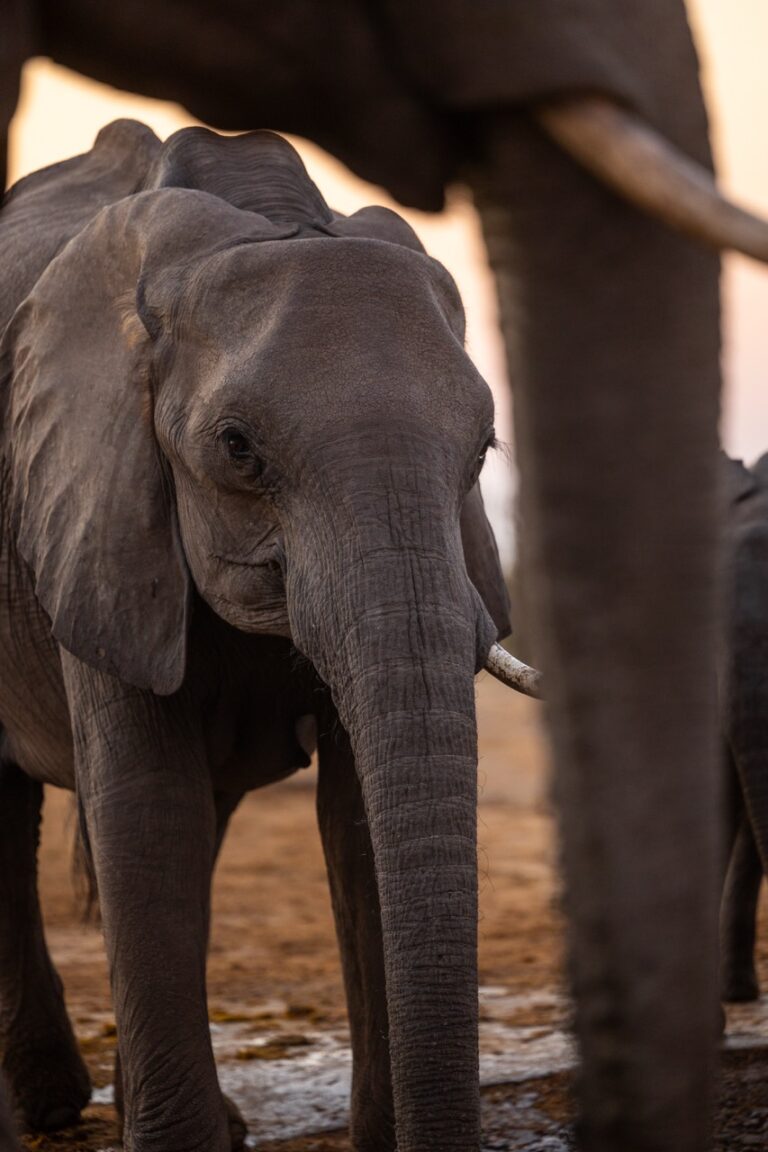 Botswana elephant herds at watering hole with Van Africa Large