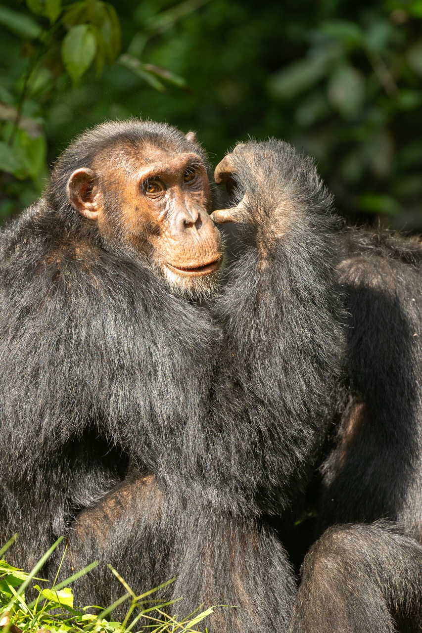 Chimpanzee resting in sun spotted with Van Africa in Uganda with Fritz Breytenbach as the photographer