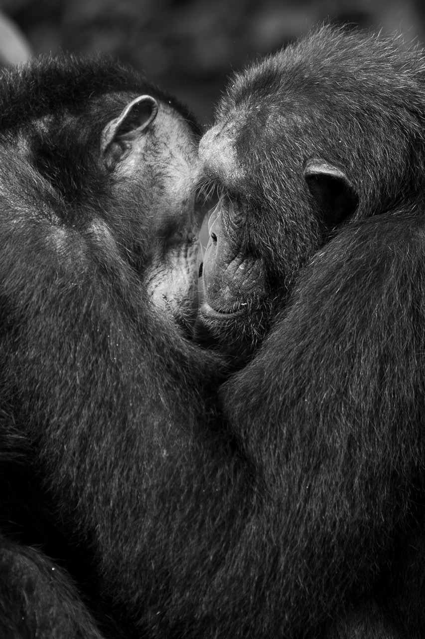 Chimpanzee spotted grooming with Van Africa in Uganda with Fritz Breytenbach as the photographer