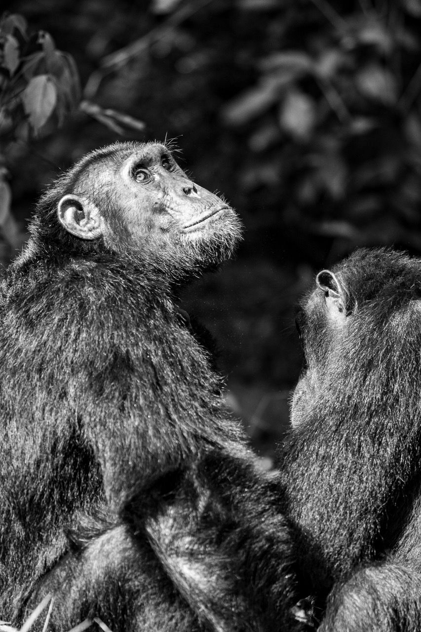 Chimpanzee spotted looking for monkeys with Van Africa in Uganda with Fritz Breytenbach as the photographer