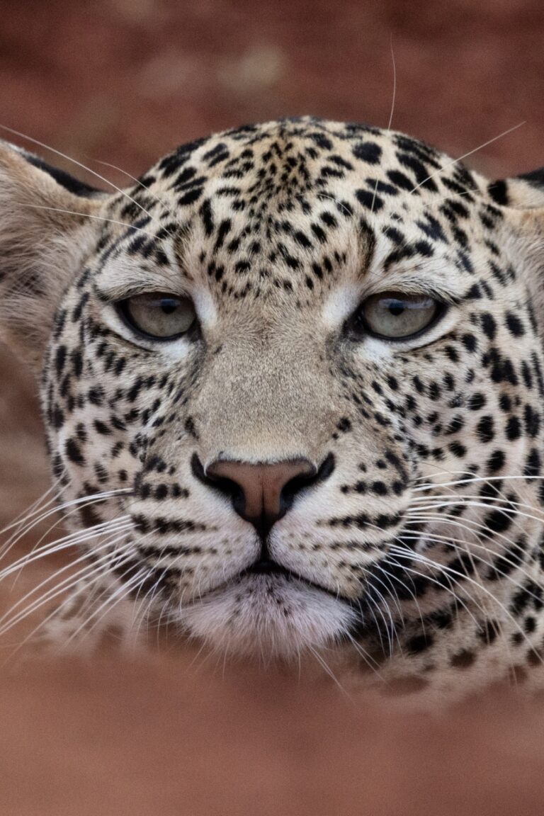 Close up image of leopard face with tree in front