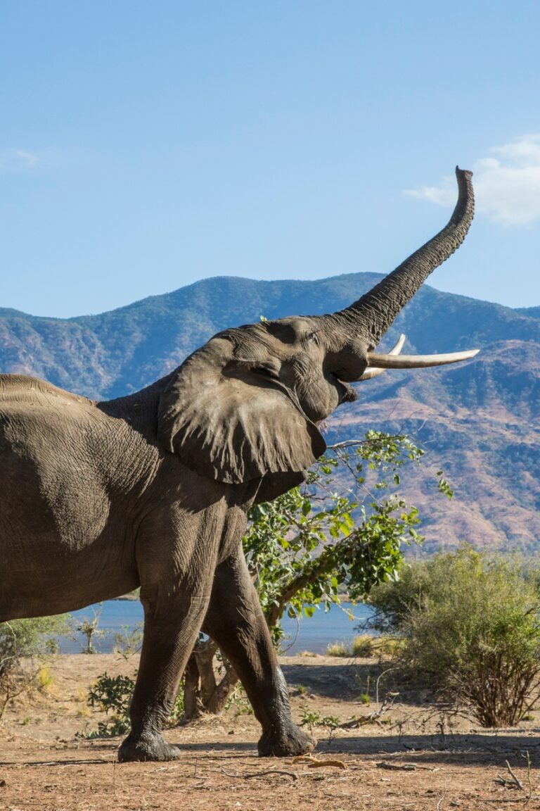 Elephant stretching in zambia
