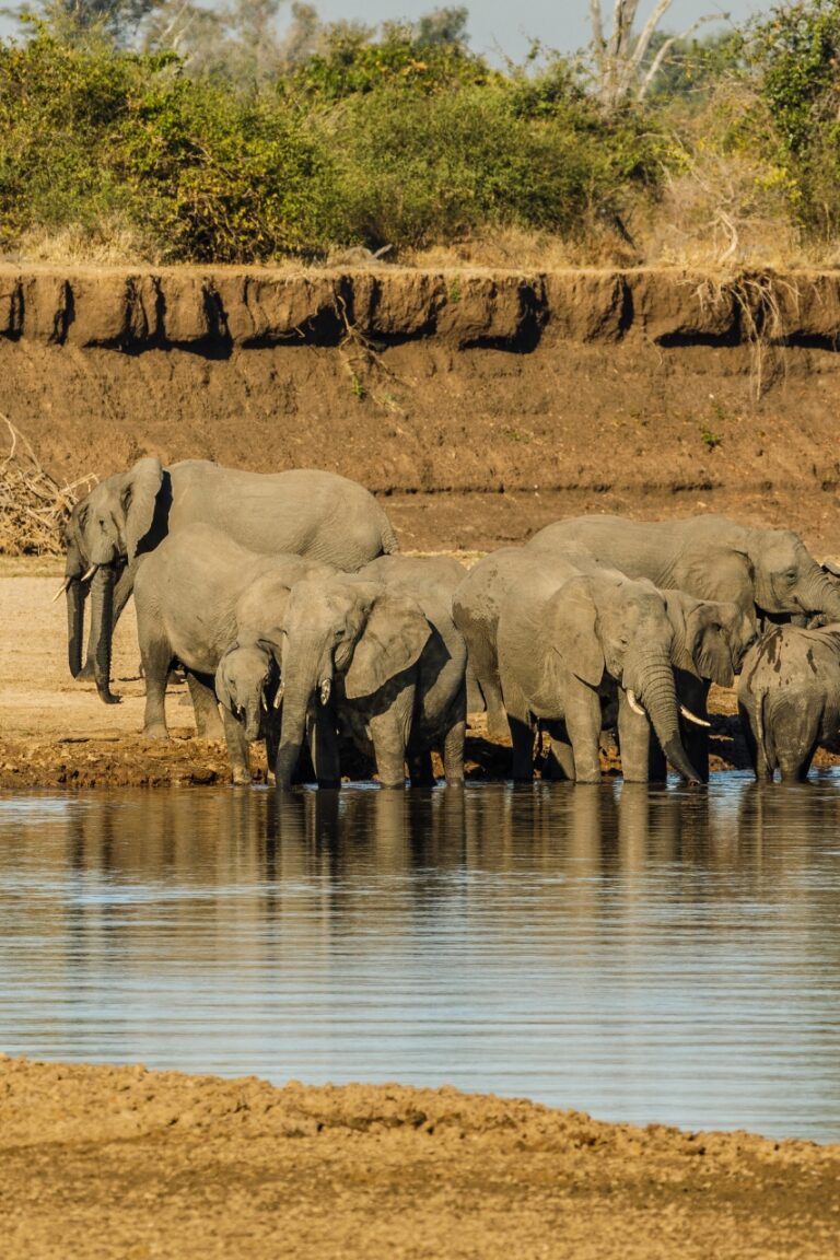 Elephants drinking water at river in zambia