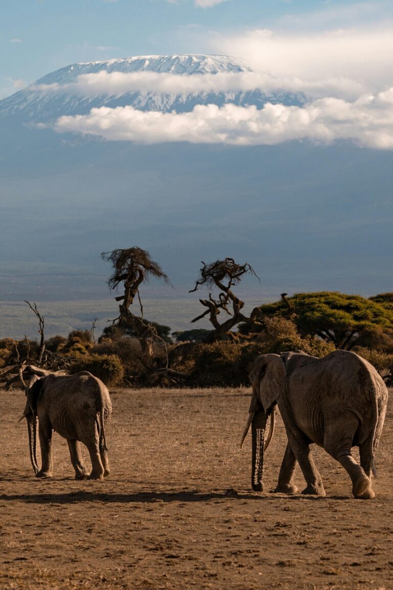 Elephants running in front of kilamanjaro in Tanzania