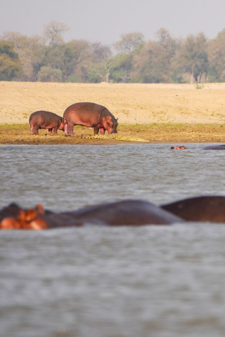 Hippos resting on riverbank in zambia