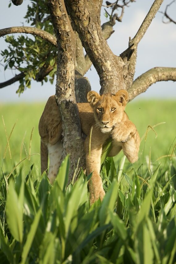 Van Afrika Lion hanging from tree in green field Uganda