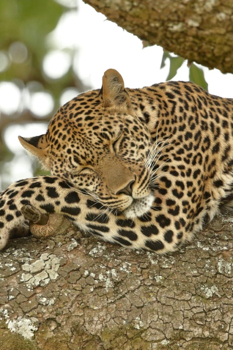 Leopard resting in tree kenya