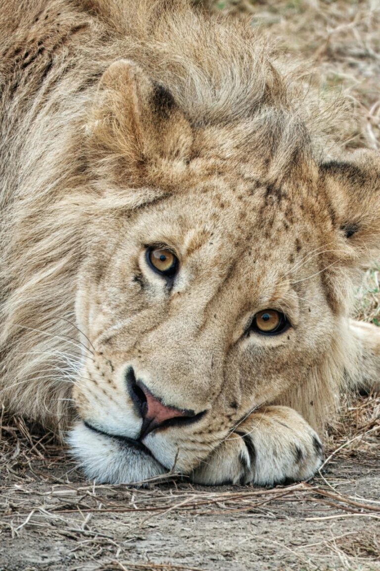 Lion resting her head on her paws tanzania