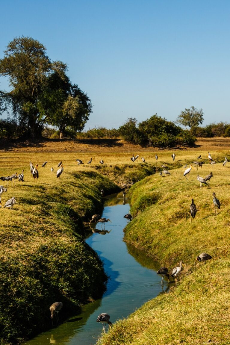 River in zambia with birds on riverbank
