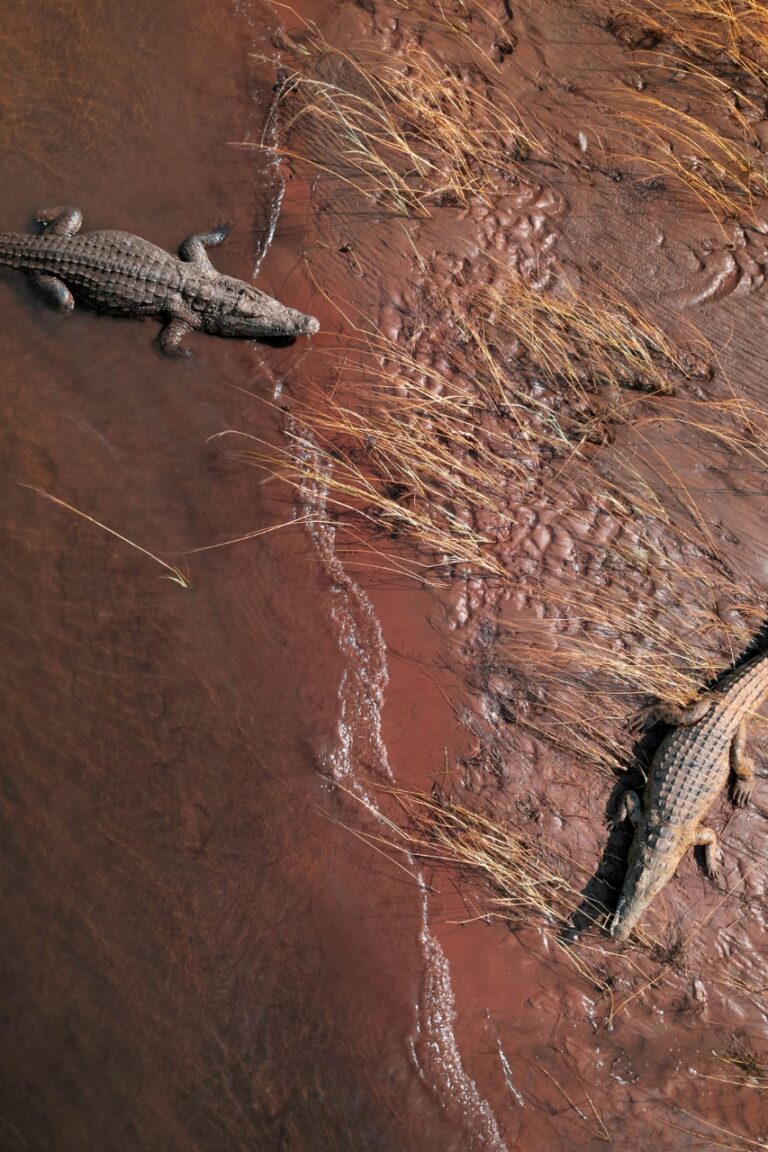 Sky photo of crododiles in muddy water