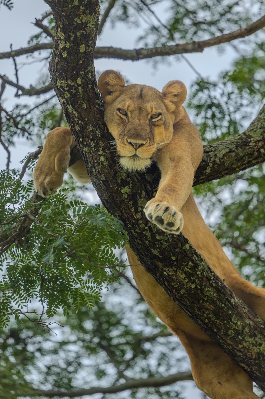 Tree climbing lion resting in tree with Van Africa in Uganda with Fritz Breytenbach as the photographer