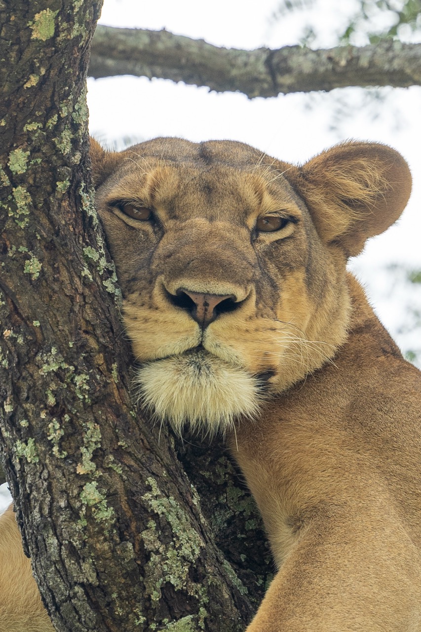 Tree climbing lion spotted with Van Africa in Uganda with Fritz Breytenbach as the photographer