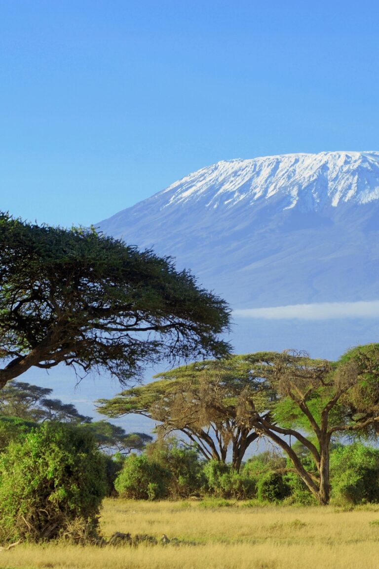 Trees in front of mount kilimanjaro