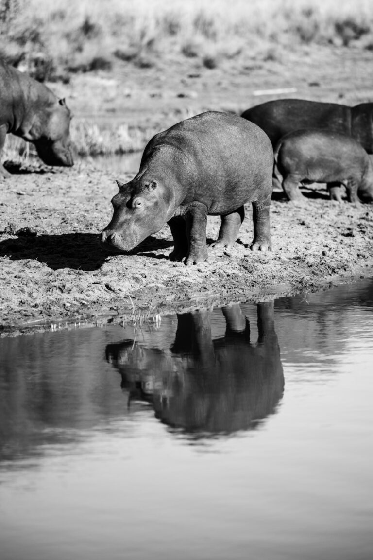 Van Africa hippo on Okavango river bank in Botswana Large