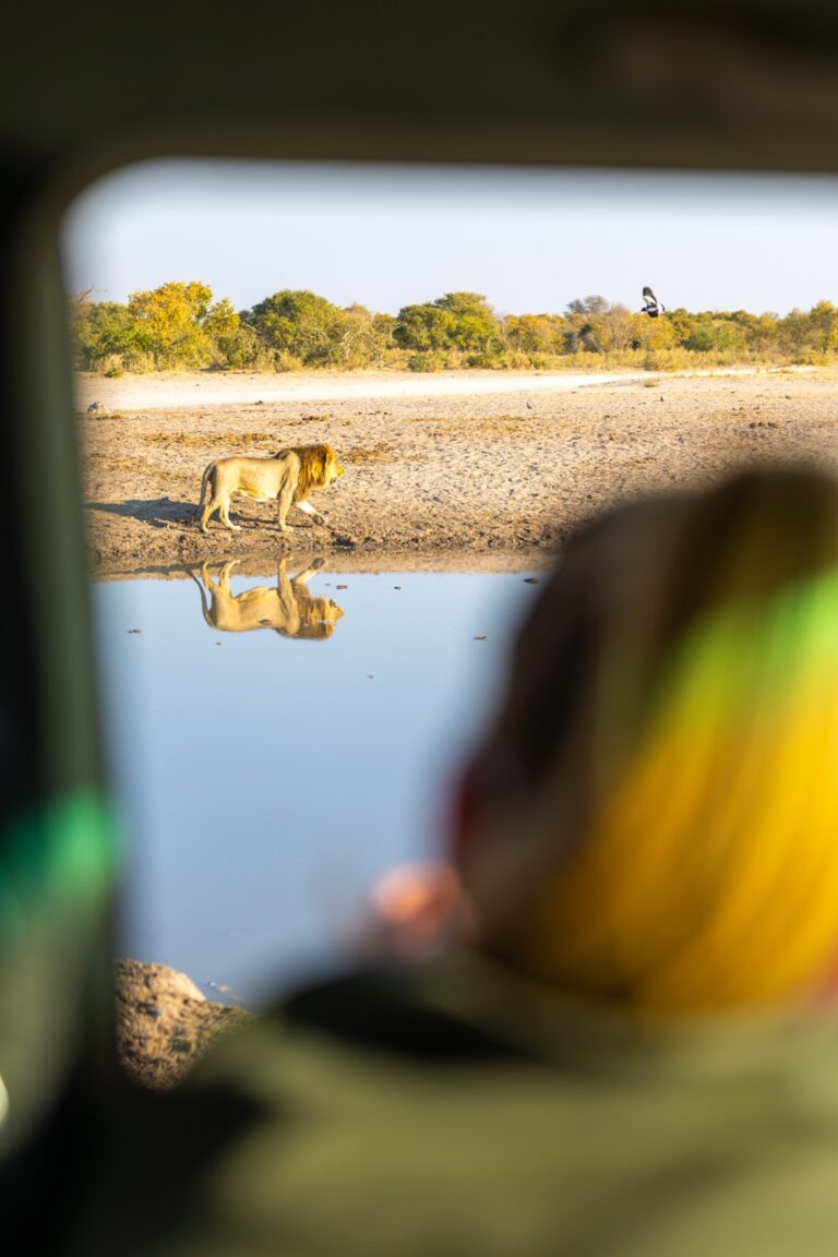 Van Africa lion on Okavango delta safari in Botswana Large