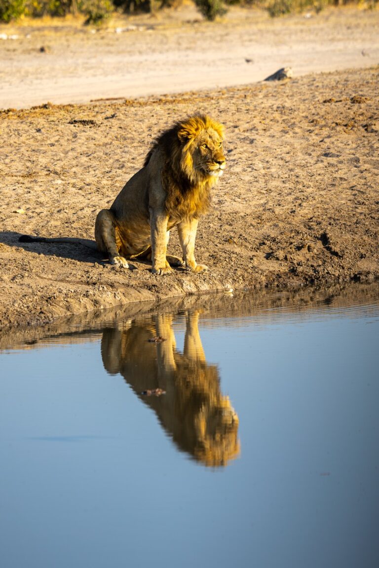 Van Africa lion on Okavango floodplain in Botswana (2) Large