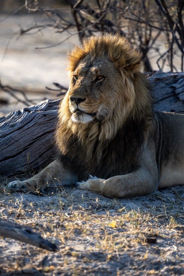 Van Africa lion on safari in Savuti Botswana Large