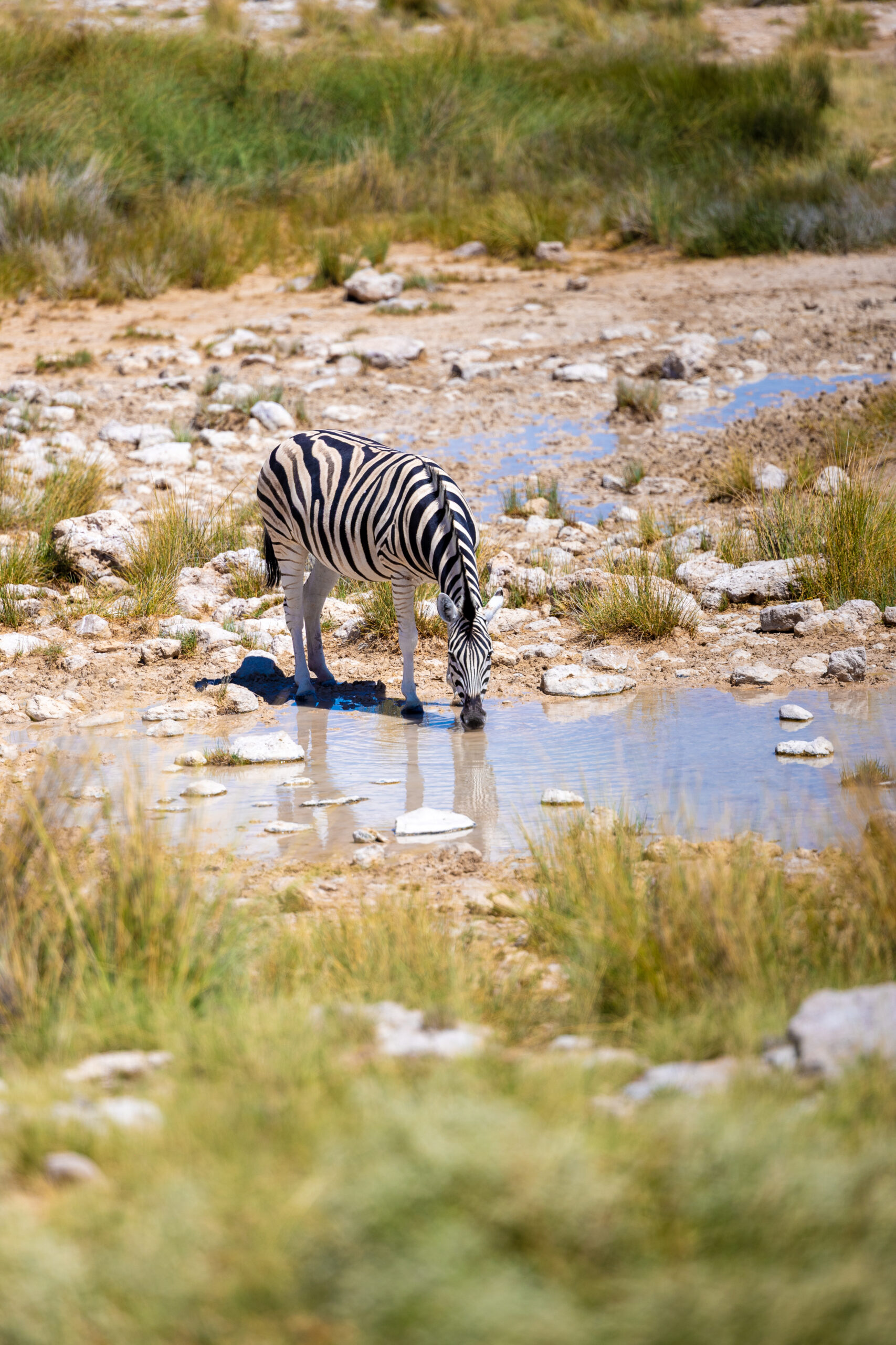 Van Afrika Safari in desert Zebra drinking water Namibia with Fritz Breytenbach as photographer