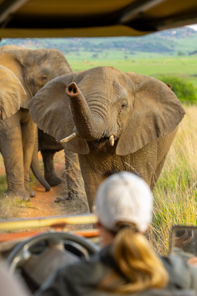Van Afrika elephant game drive safari south africa