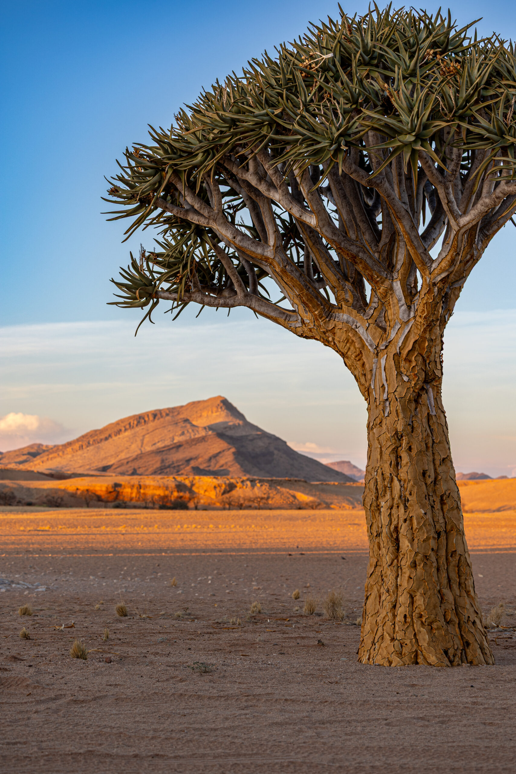 Van Afrika on safari in Namibia quiver tree photography with Fritz Breytenbach as photographer
