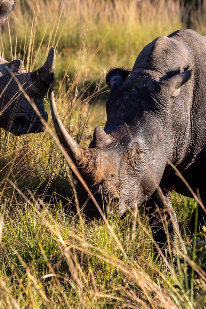 Van Afrika rhino south africa safari