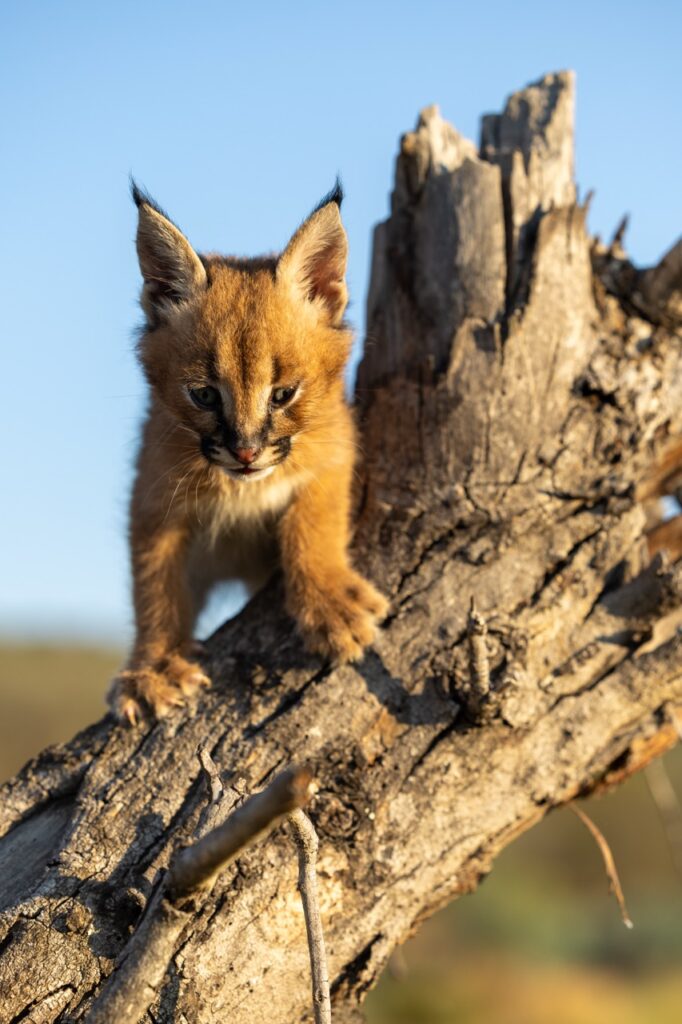 Van Afrika south africa