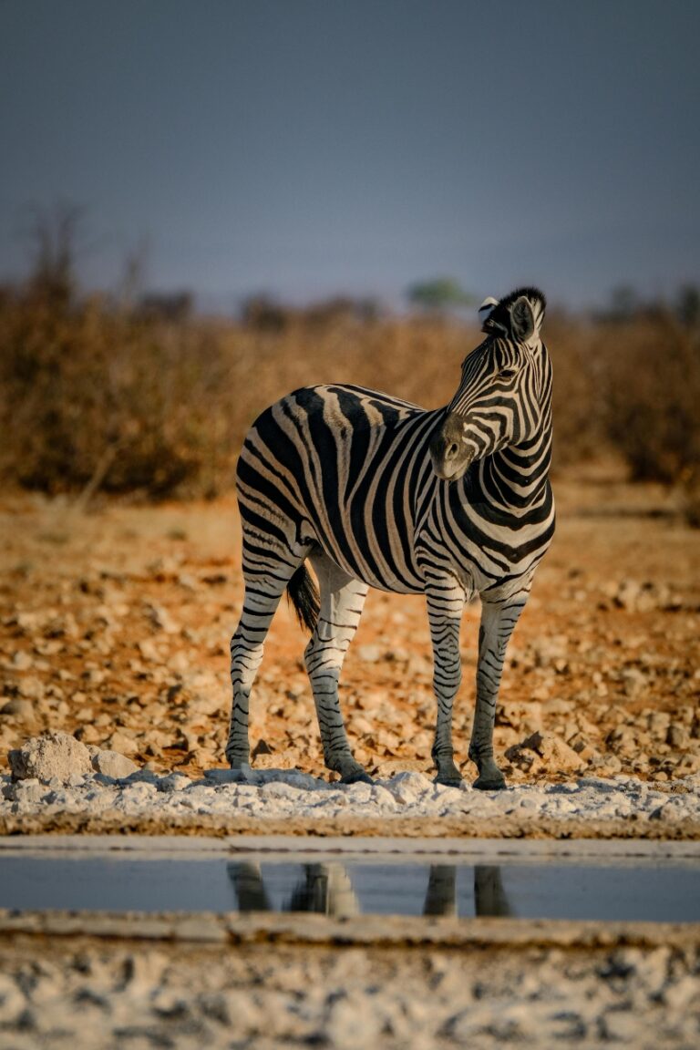 Zebra drinking water in Zambia