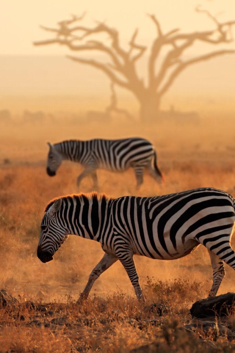Zebras in dust while sun sets in kenya