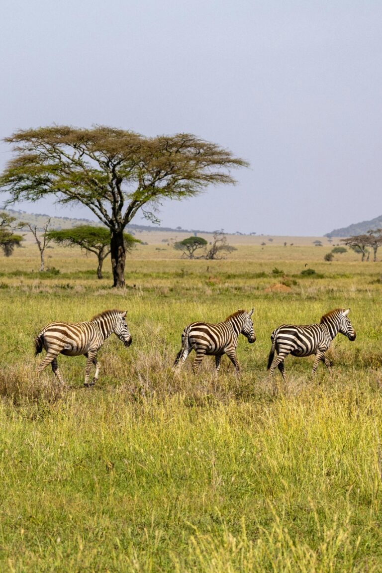 Zebras running in the green fields of tanzania