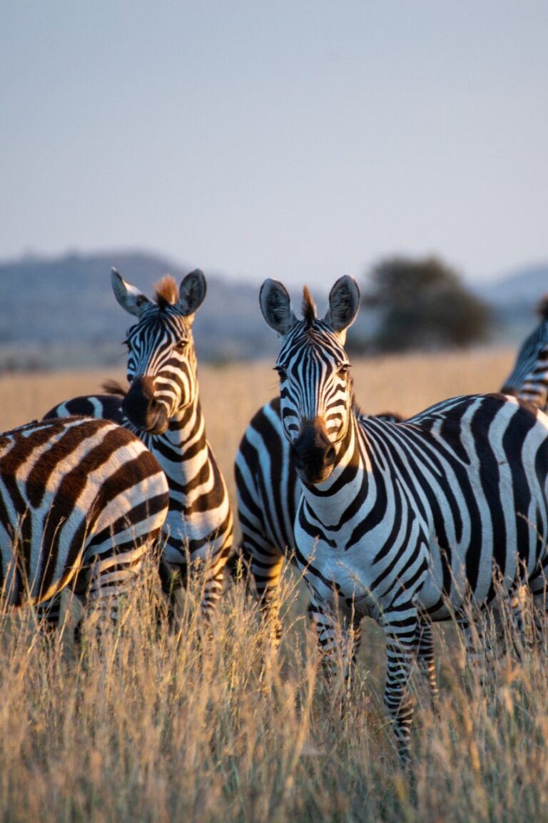 Zebras stairing directly at camera while sun sets in tanzania