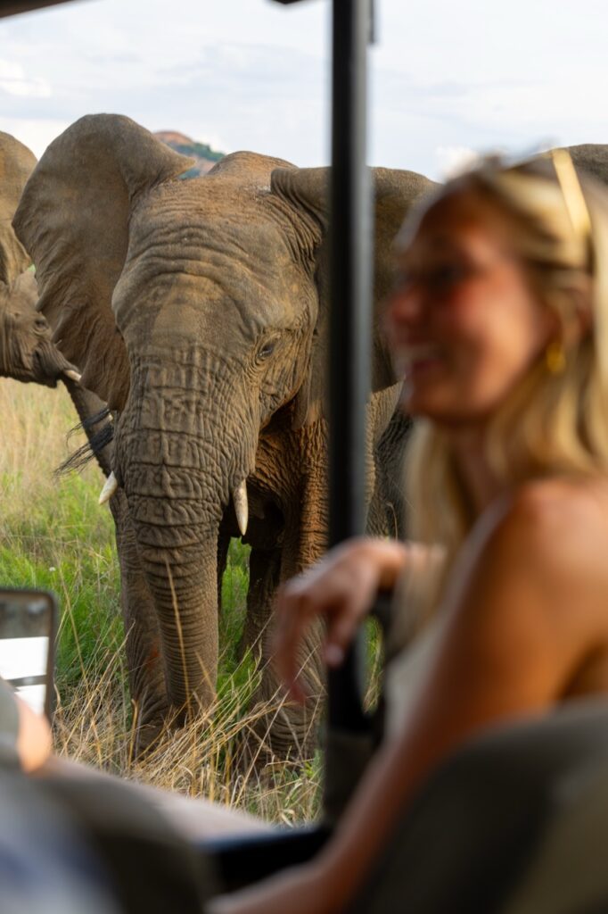 Van Afrika lephant game drive safri south africa